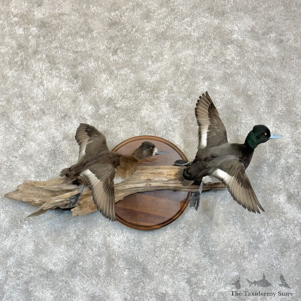 Lesser Scaup Pair Duck Mount For Sale #28772 @ The Taxidermy Store