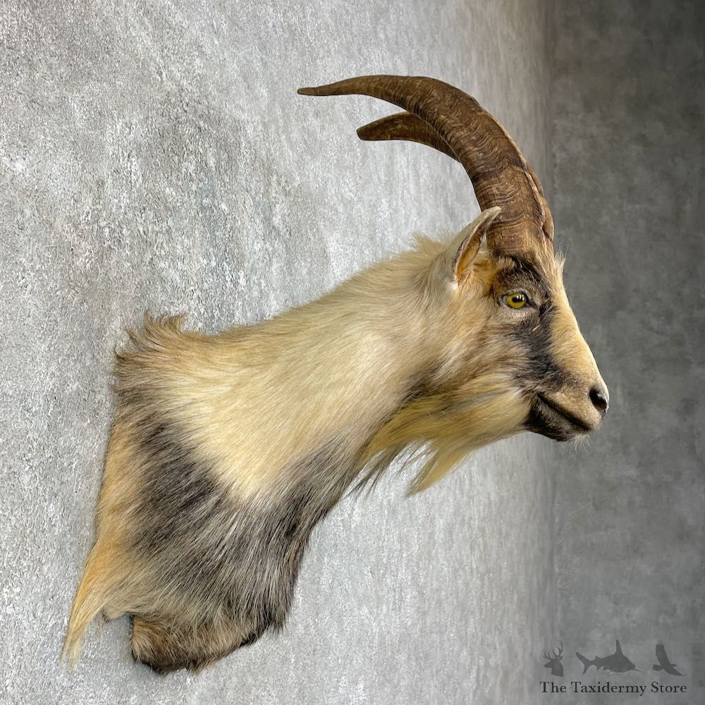 Feral Goat Shoulder Mount For Sale #25782 @ The Taxidermy Store