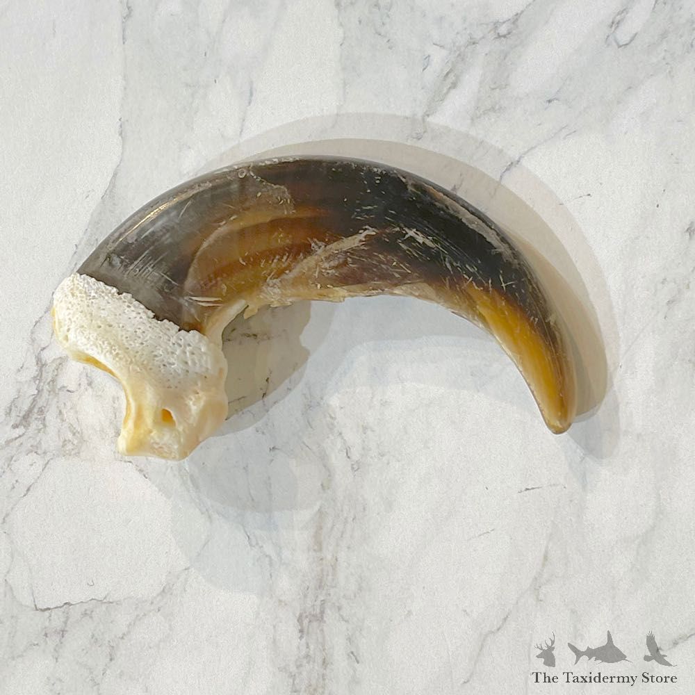 Grizzly Bear Claw For Sale #24900 - The Taxidermy Store