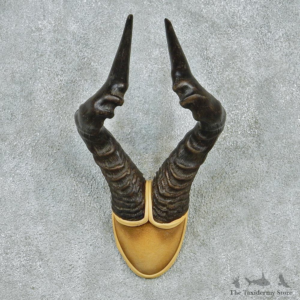 African Red Hartebeest Taxidermy Leather Horn Mount #12559 For Sale @ The Taxidermy Store