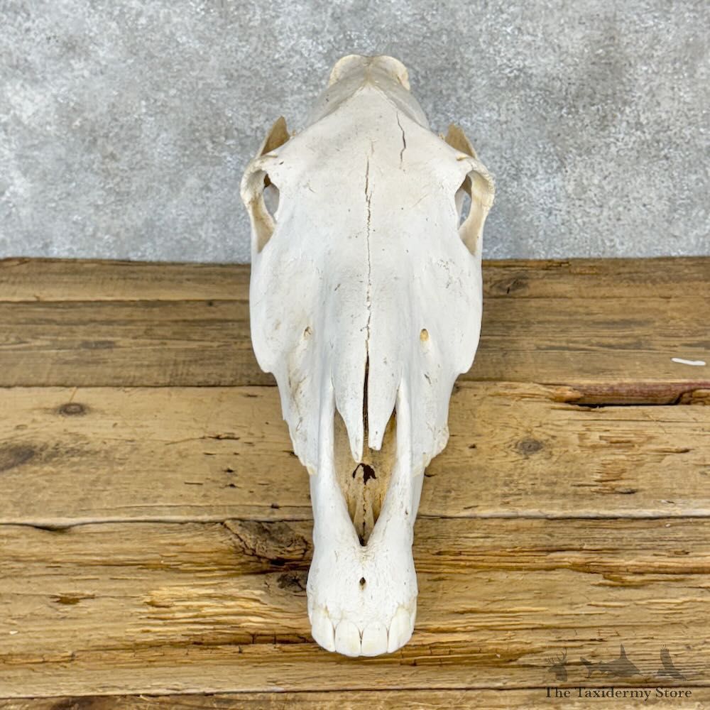 African Burchell's Zebra Skull Mount For Sale #28963 @ The Taxidermy Store