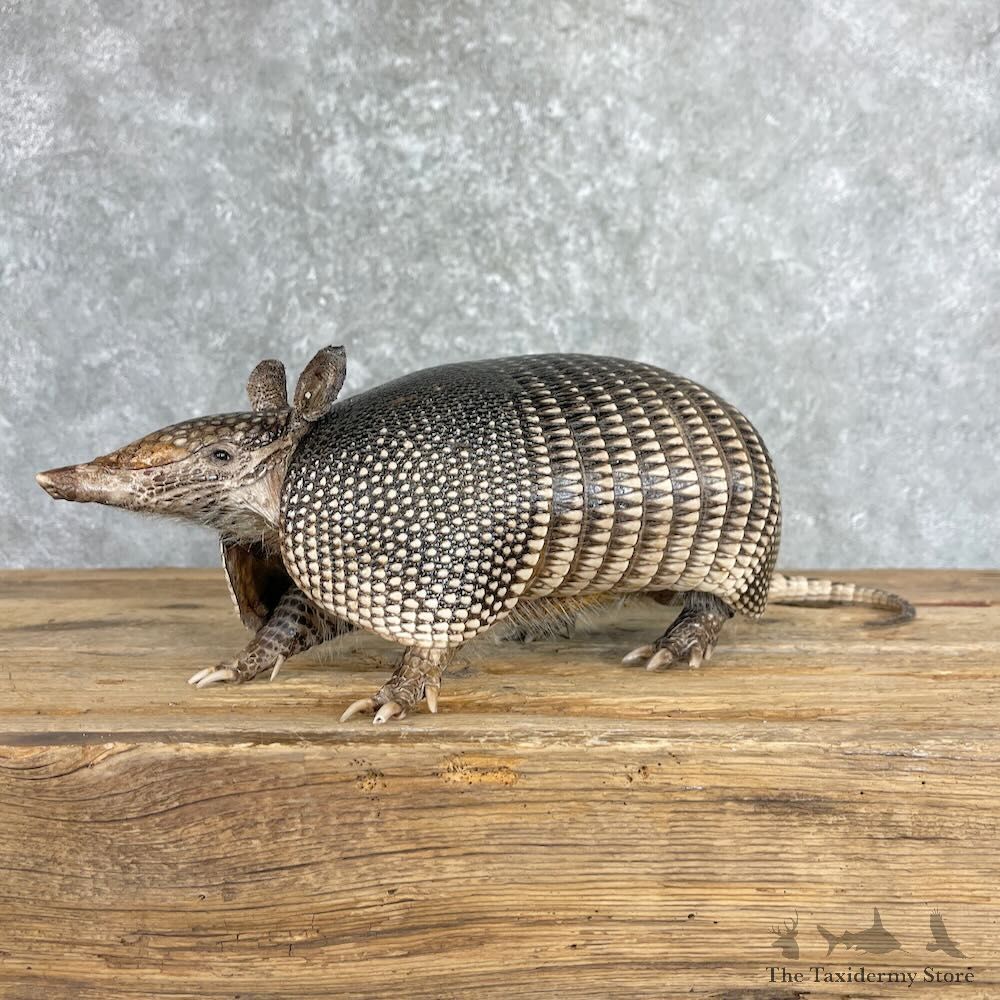 Armadillo Life-Size Mount For Sale #27379 @ The Taxidermy Store