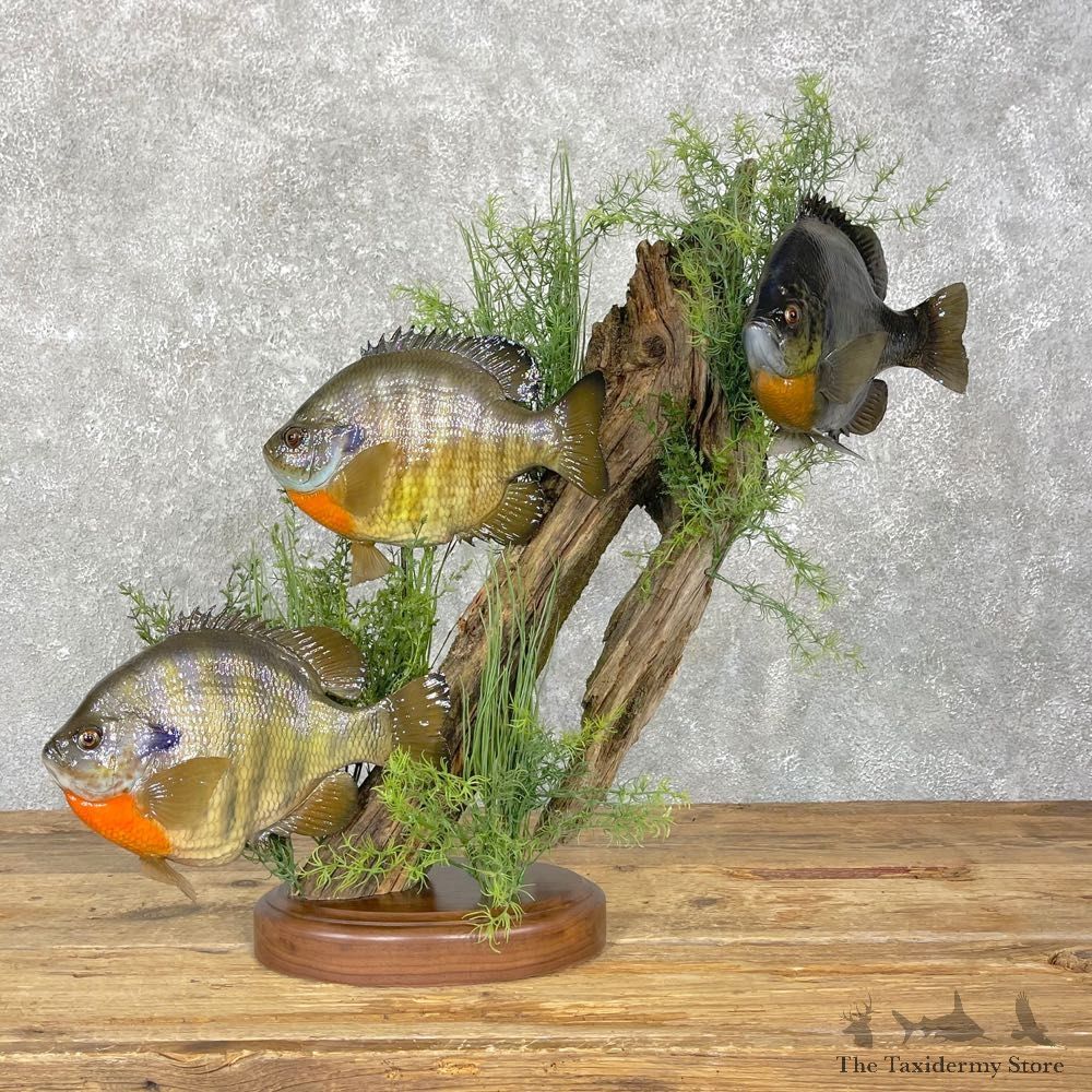Three Bluegill Taxidermy Fish Mount #24823 For Sale @ The Taxidermy Store