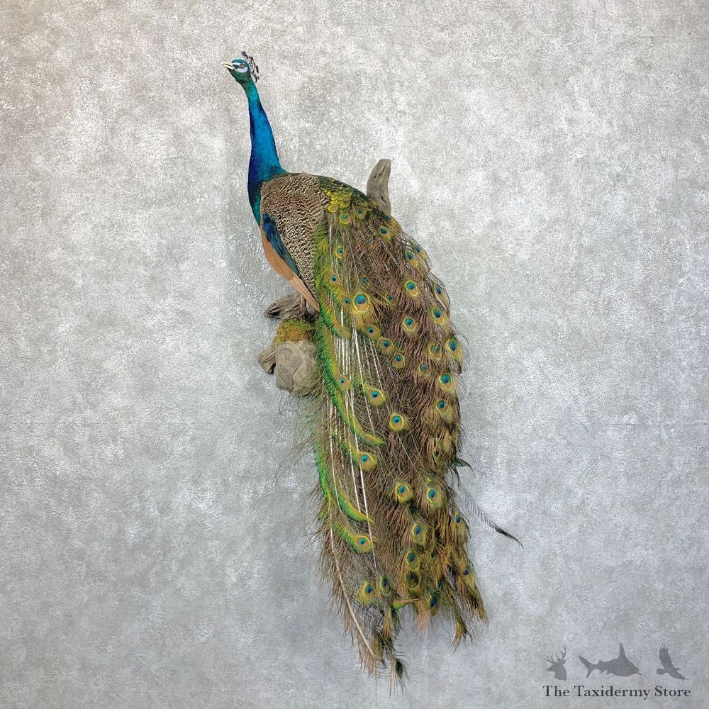 Blue Indian Peacock Bird Mount For Sale #23848 @ The Taxidermy Store