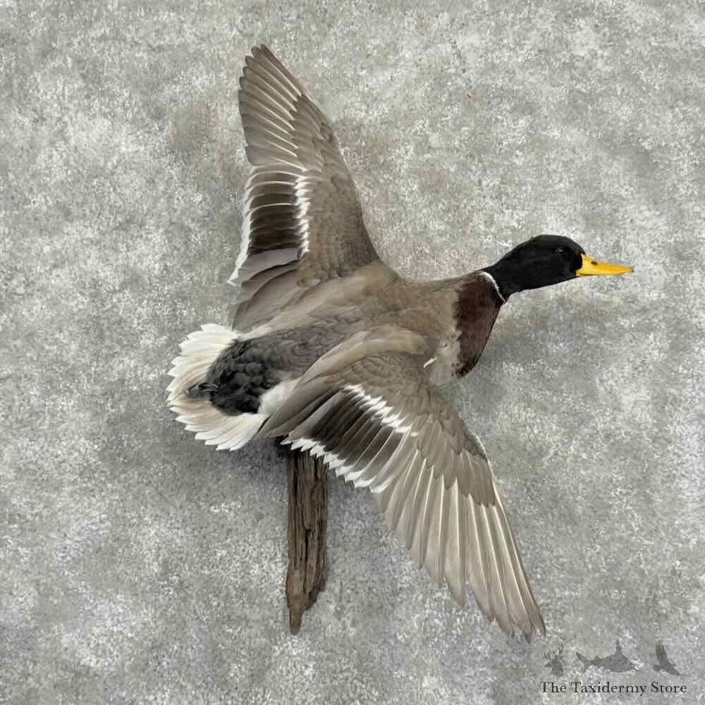 Silver Mallard Duck Drake Bird Mount For Sale #32183 @ The Taxidermy Store