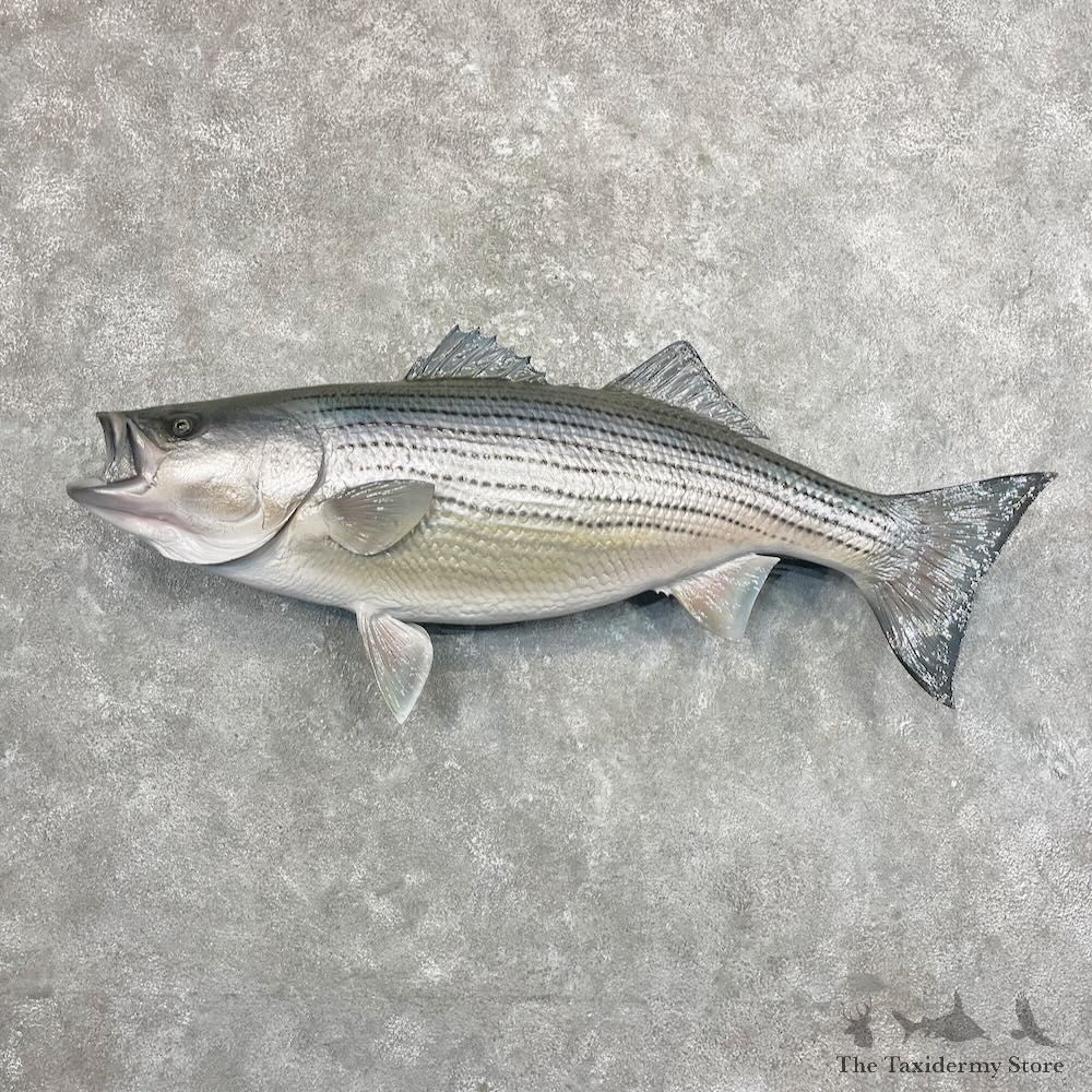 Striped Bass Fish Mount For Sale #27699 @ The Taxidermy Store