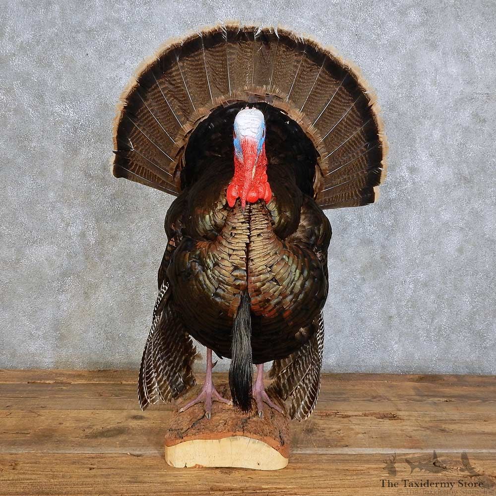 Eastern Wild Turkey Bird Mount For Sale #15865 @ The Taxidermy Store