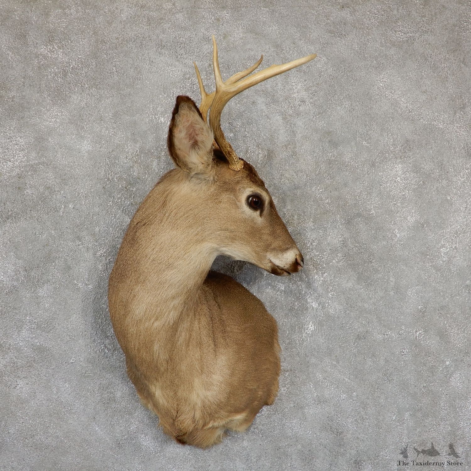 Whitetail Deer Taxidermy Shoulder Mount For Sale #18843 @ The Taxidermy Store