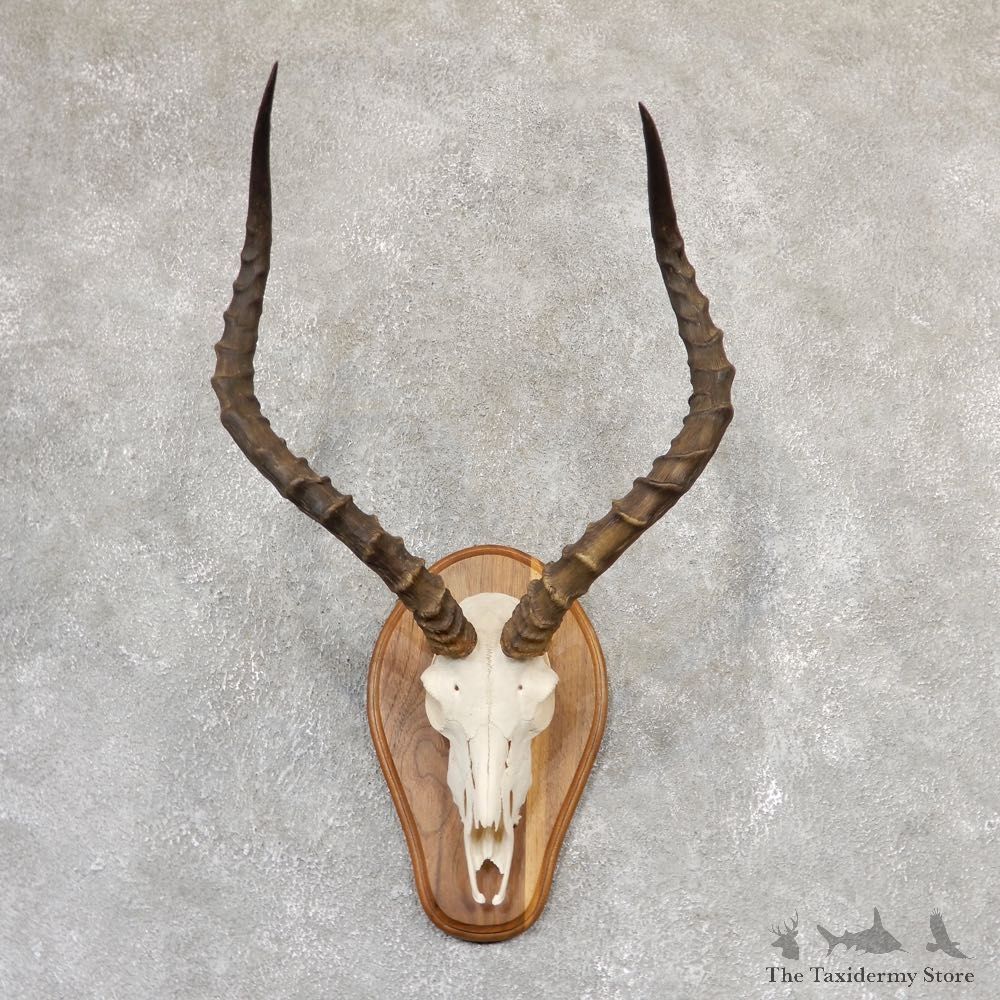 Impala Skull & Horn European Mount For Sale #19012 @ The Taxidermy Store