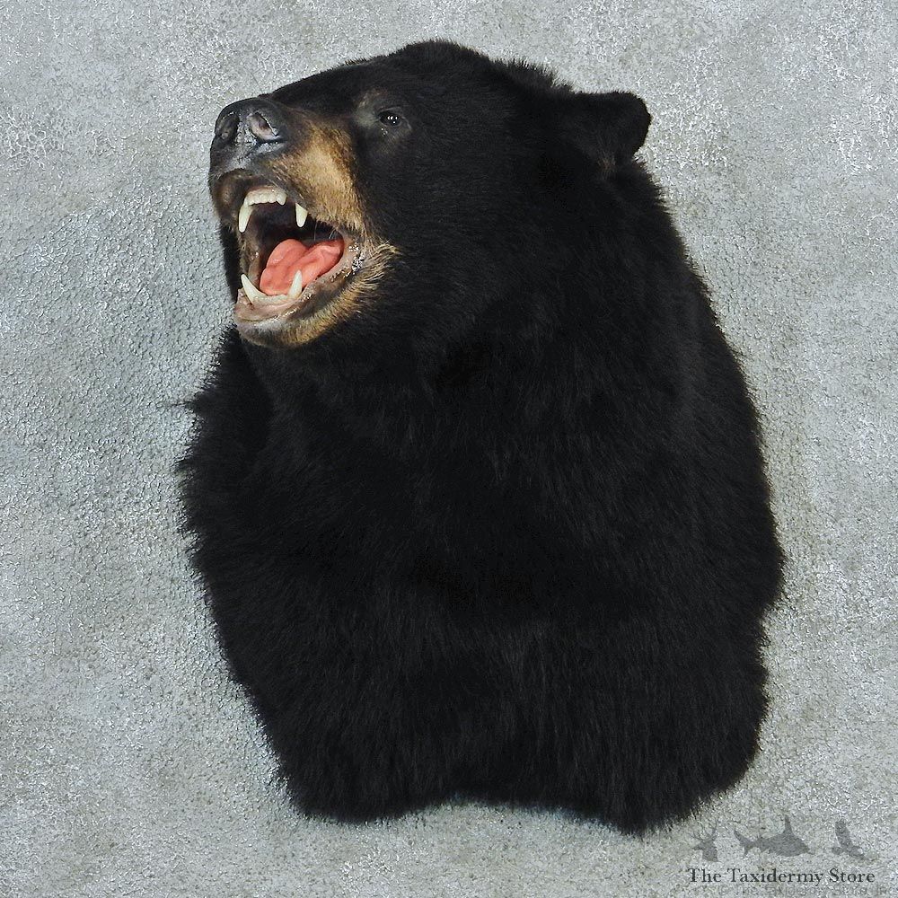 Black Shoulder Taxidermy Head Mount M1 #12798 For Sale @ The Taxidermy Store