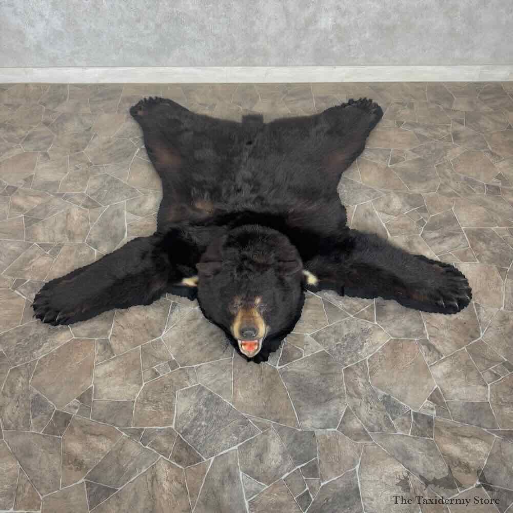 Black Bear Full-Size Rug For Sale #31035 @ The Taxidermy Store