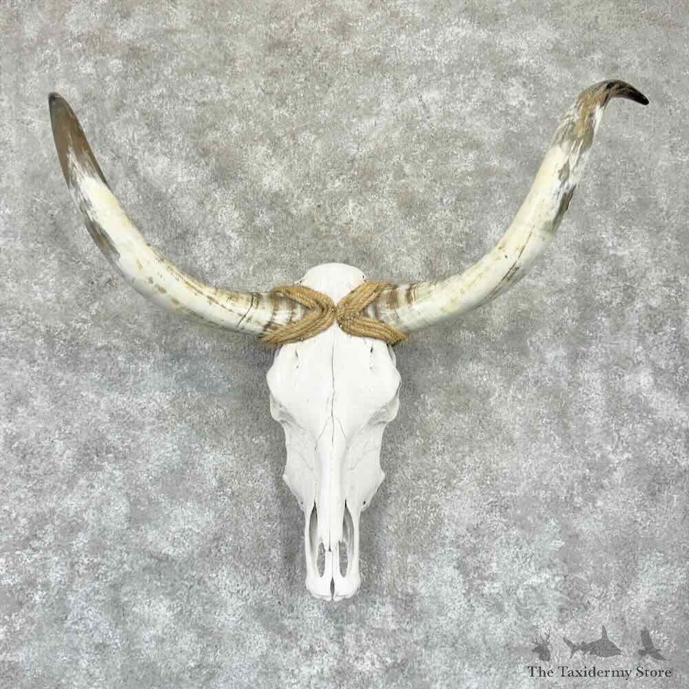 Longhorn Steer Skull European Mount For Sale #32306 @ The Taxidermy Store