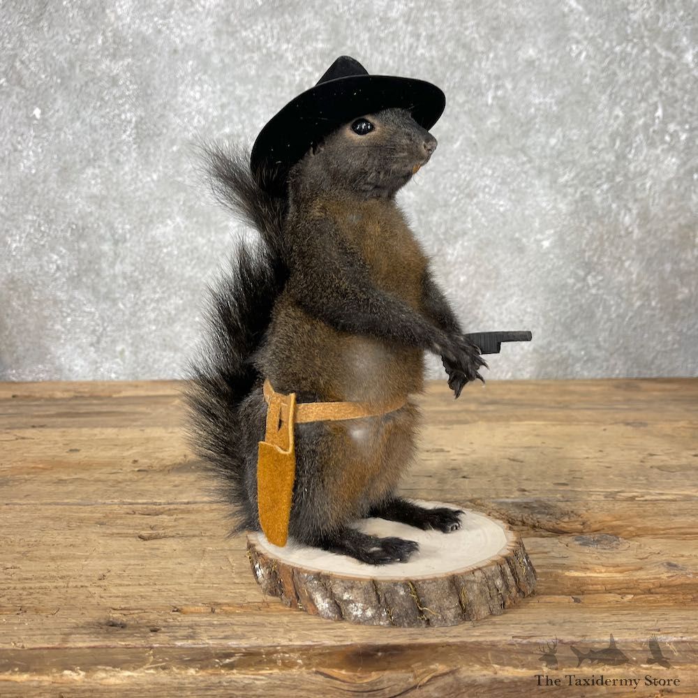 Cowboy Squirrel Novelty Mount For Sale #26075 - The Taxidermy Store