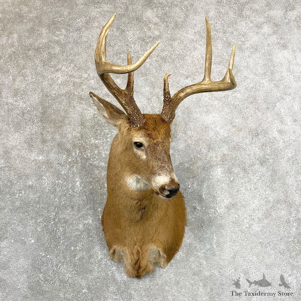 Whitetail Deer Shoulder Mount #24670 For Sale - The Taxidermy Store
