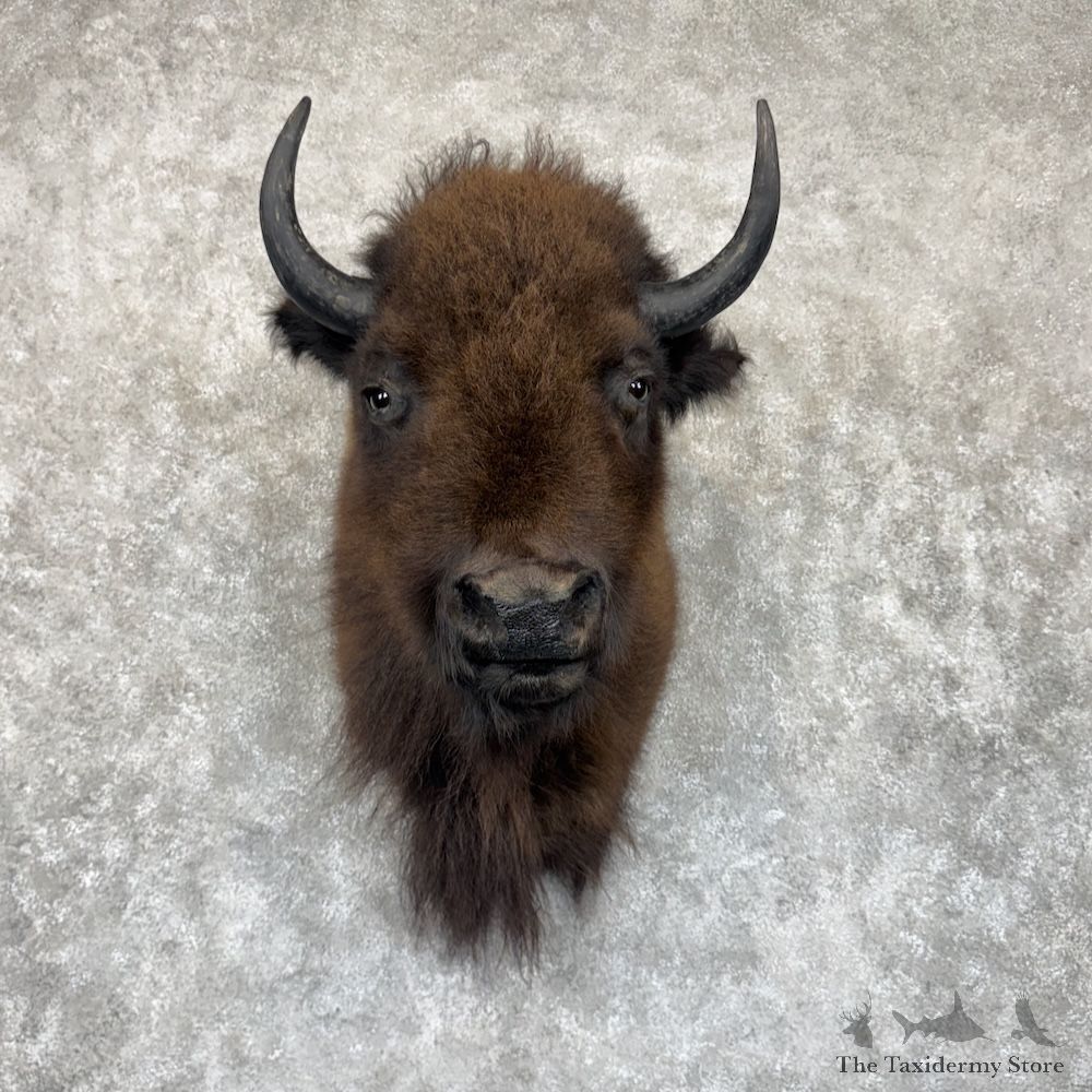 American Buffalo Shoulder Mount For Sale #30028 @ The Taxidermy Store