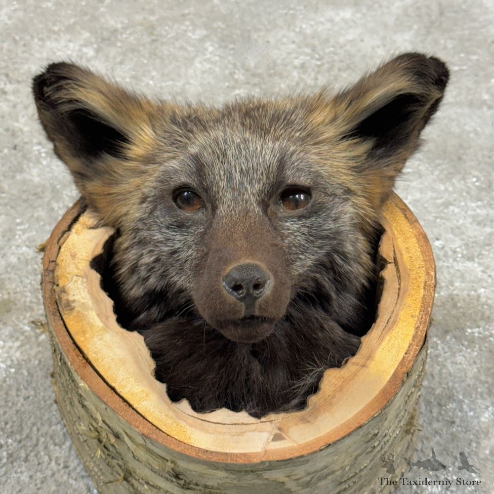 Silver Fox Head Mount For Sale #29692 @ The Taxidermy Store