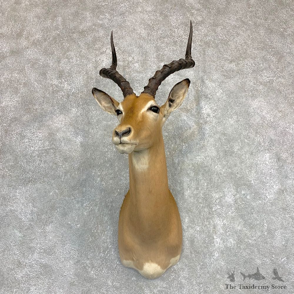 Impala Shoulder Mount For Sale #22099 @ The Taxidermy Store