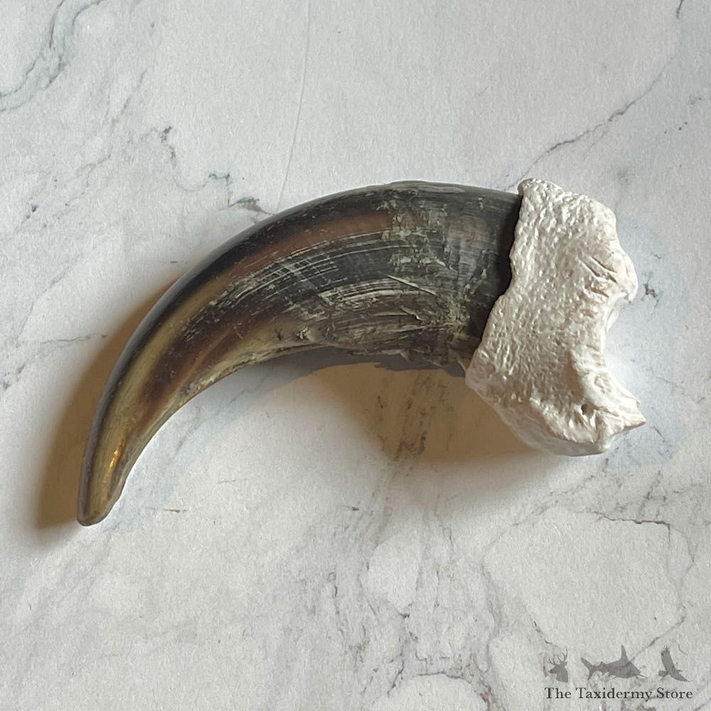 Grizzly Bear Claw For Sale #26027 @ The Taxidermy Store