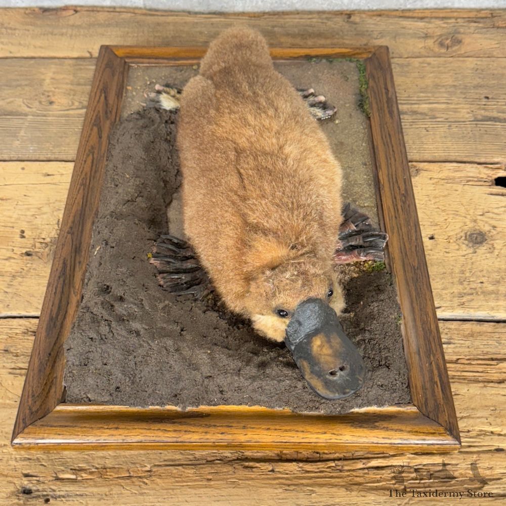 Reproduction Duck-Billed Platypus Life-Size Mount For Sale #30228 @ The Taxidermy Store