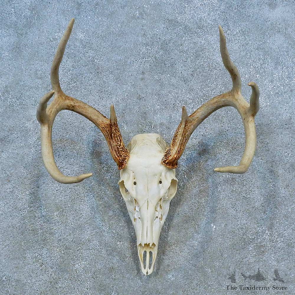 Whitetail Deer Skull Antler European Mount For Sale #15521 @ The Taxidermy Store