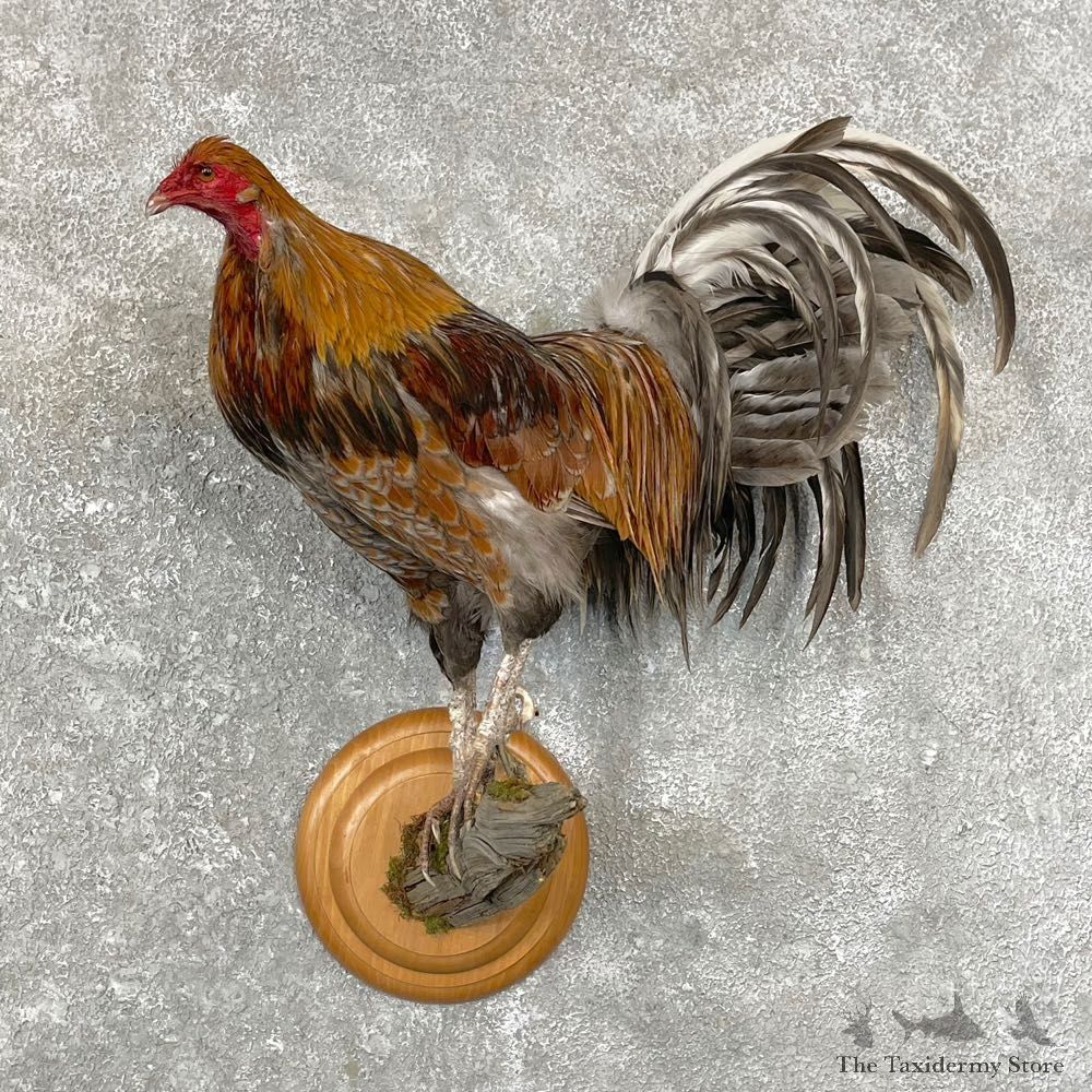 Gamecock Rooster Taxidermy Bird Mount For Sale #24773 @ The Taxidermy Store