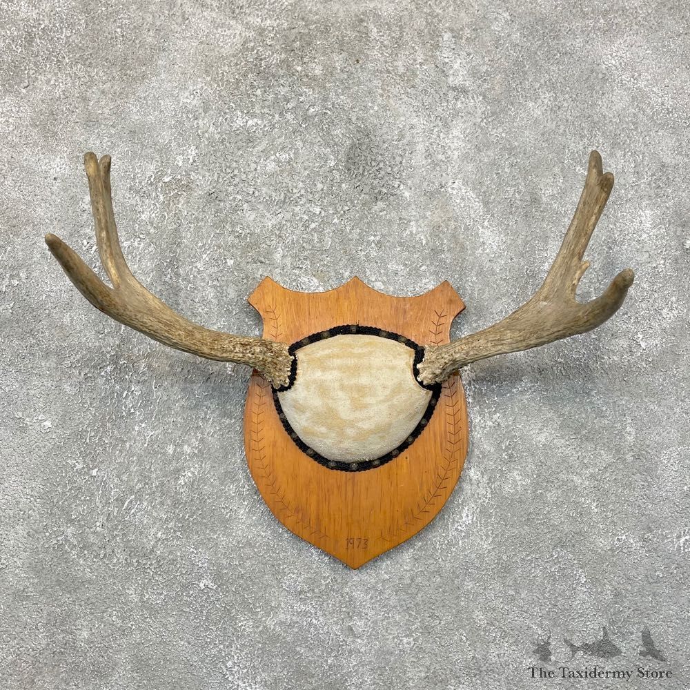 Maine Mouse Antler Plaque For Sale #24259 @ The Taxidermy Store