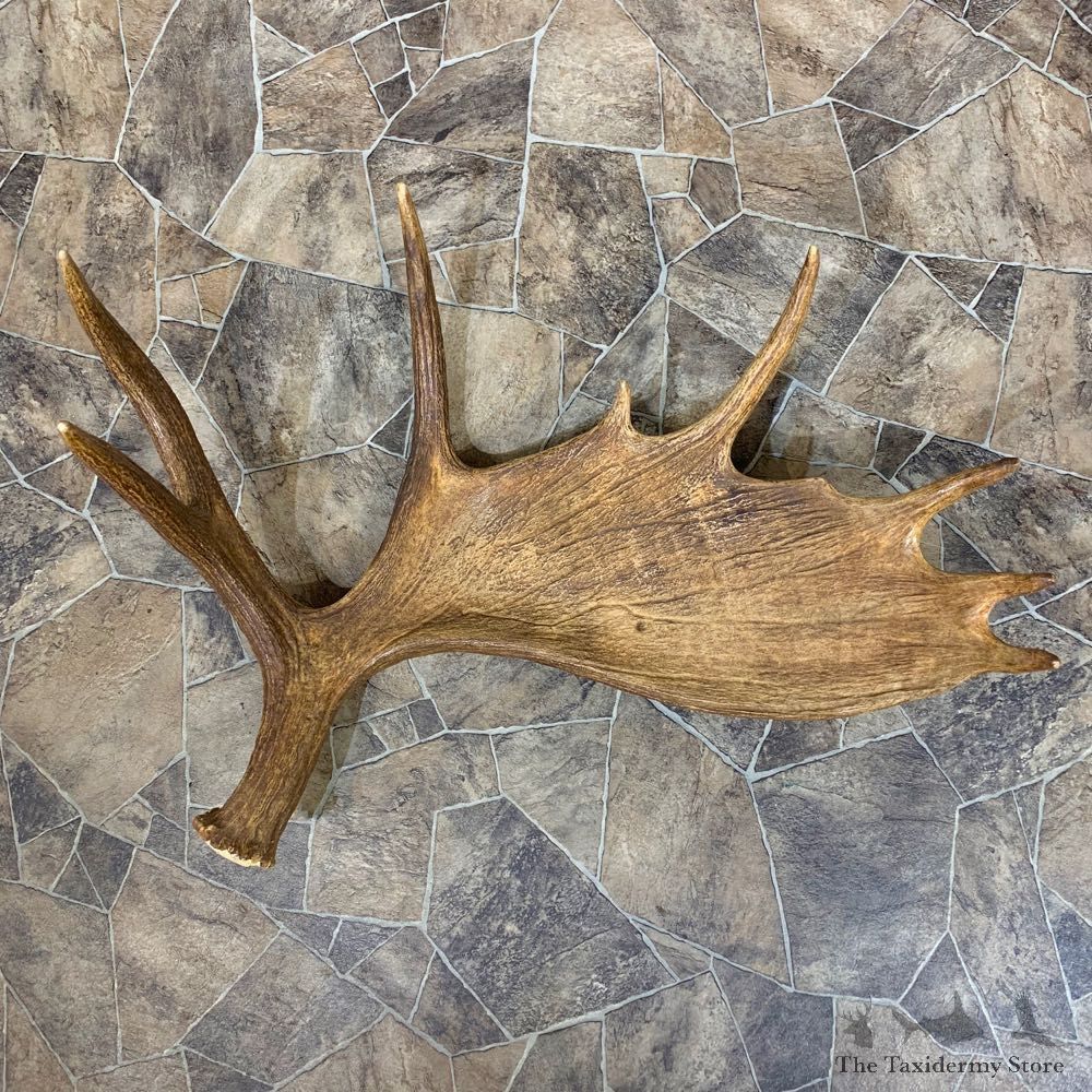 Moose Shed Antler For Sale #22039 @ The Taxidermy Store