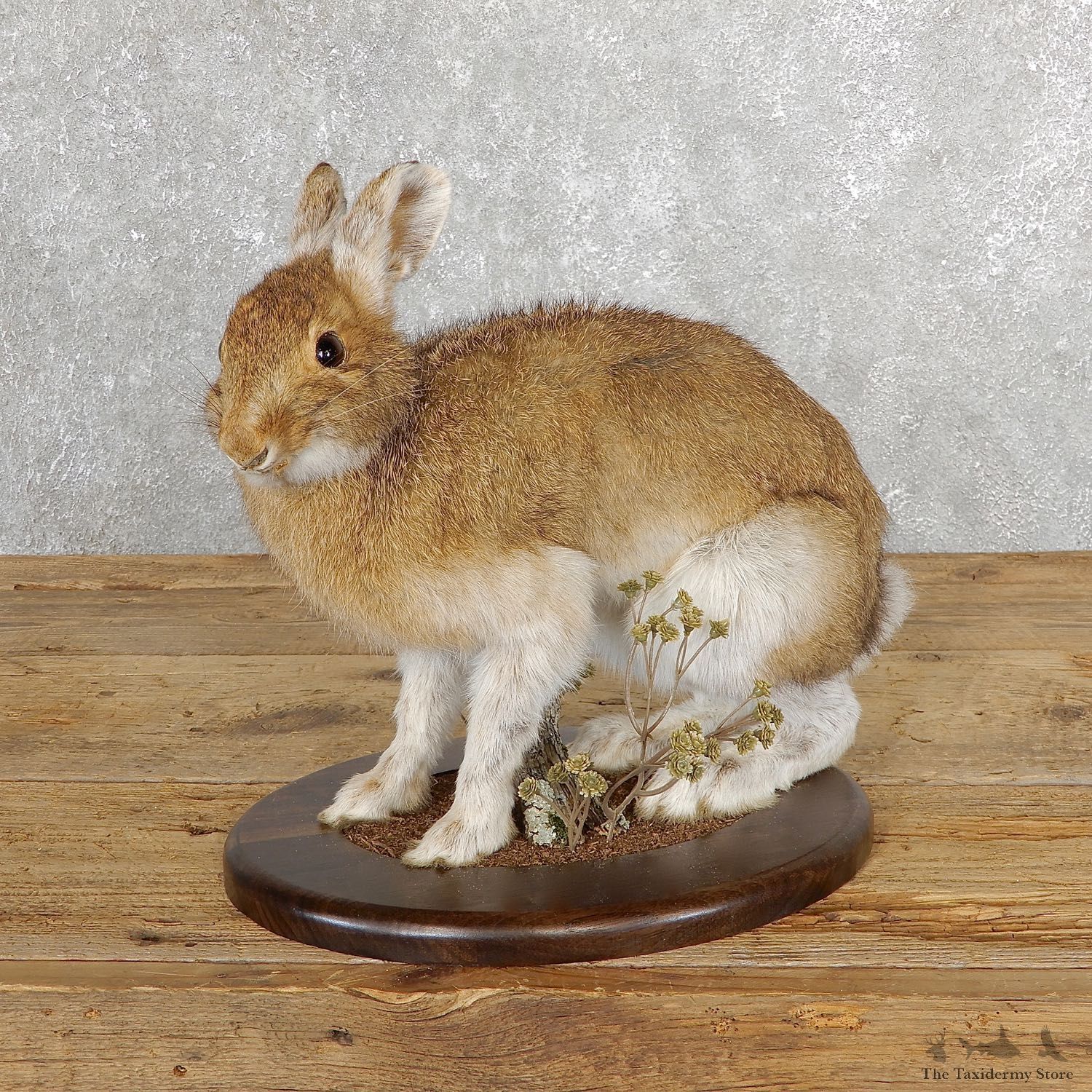 Snowshoe Hare Rabbit Mount #19696 For Sale @ The Taxidermy Store