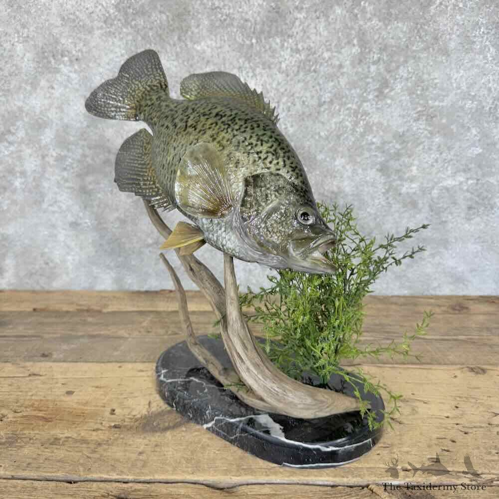 Black Crappie Fish Mount For Sale #30619 @ The Taxidermy Store