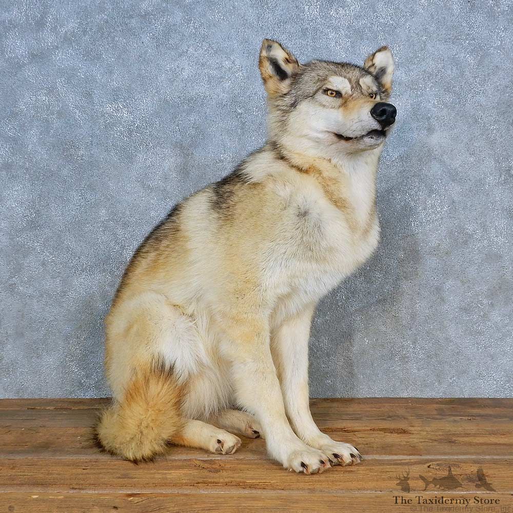 Alaskan Grey Wolf Mount For Sale #15439 @ The Taxidermy Store