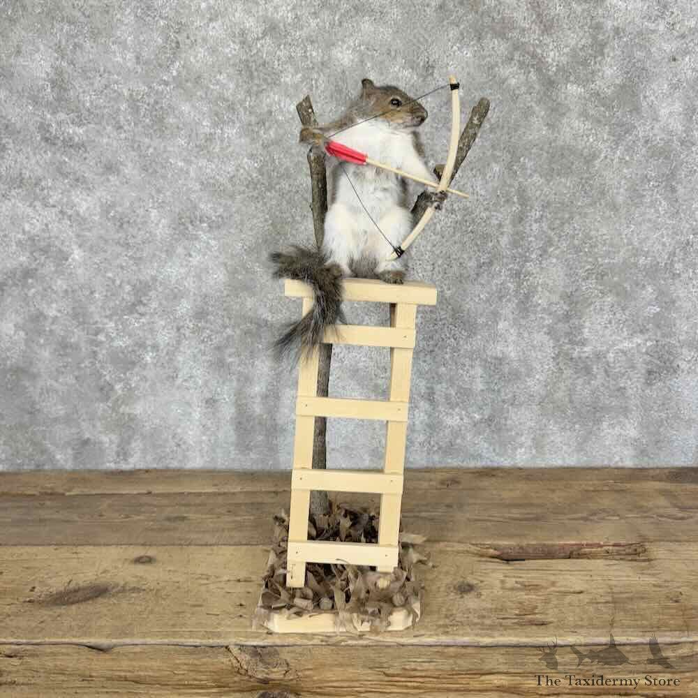 Grey Squirrel Life-Size Mount For Sale #31534 @ The Taxidermy Store