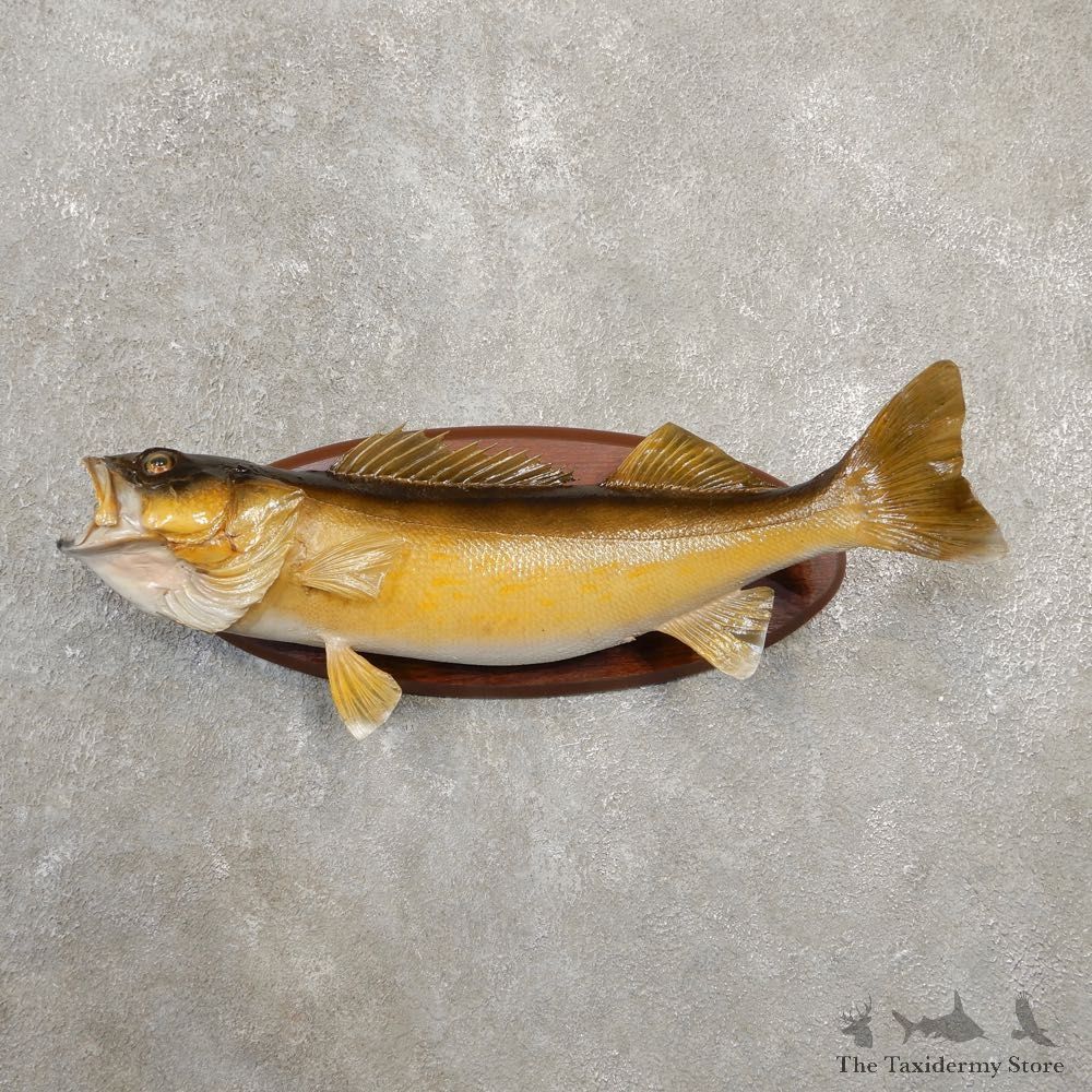 Walleye Taxidermy Fish Mount #20584 For Sale @ The Taxidermy Store