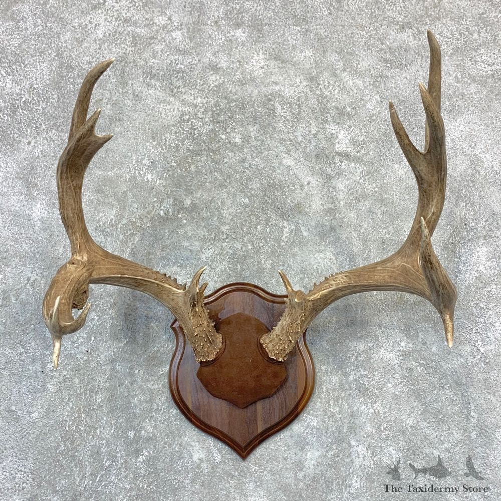 Mule Deer Taxidermy Antler Plaque #23189 For Sale @ The Taxidermy Store
