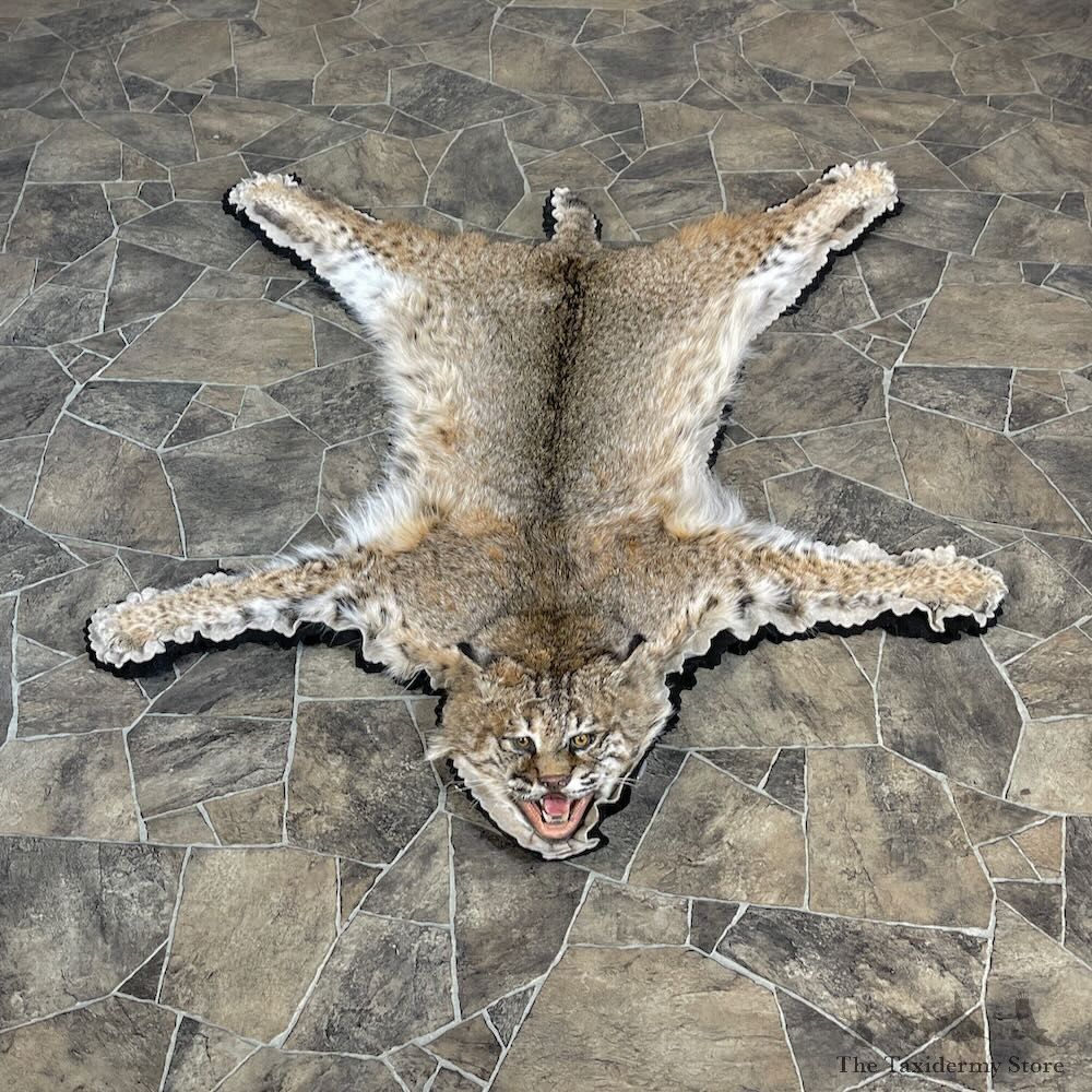 Bobcat Taxidermy Rug Mount For Sale #27857 @ The Taxidermy Store