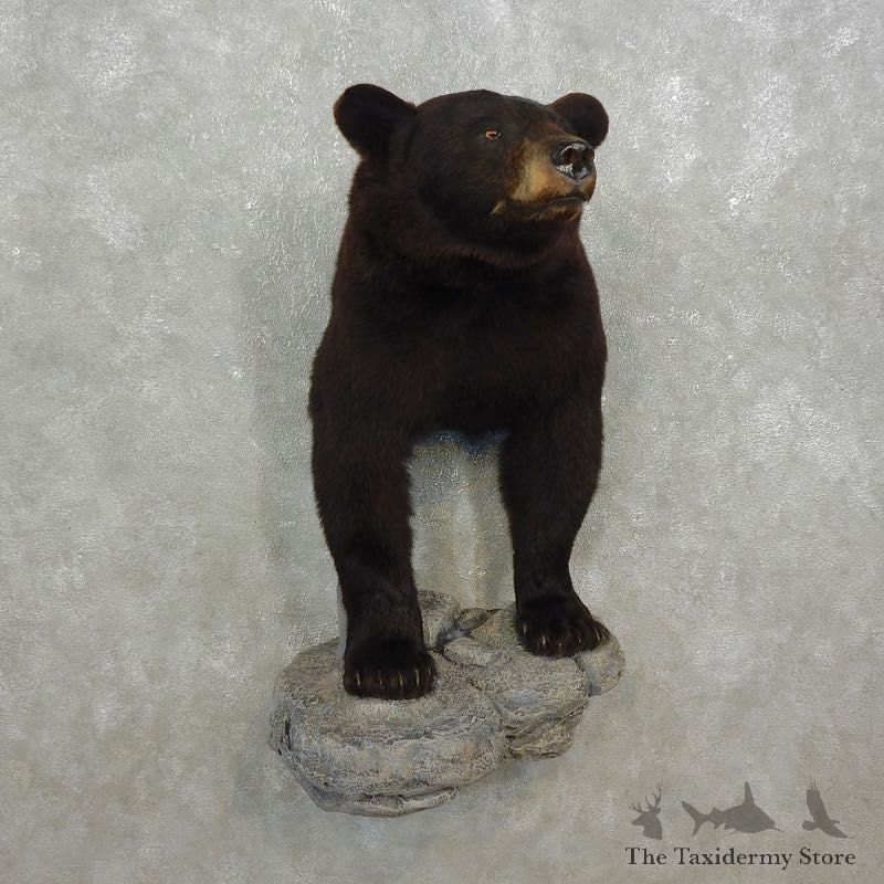 Black Bear Half-Life-Size Taxidermy Mount #17596 For Sale @ The Taxidermy Store