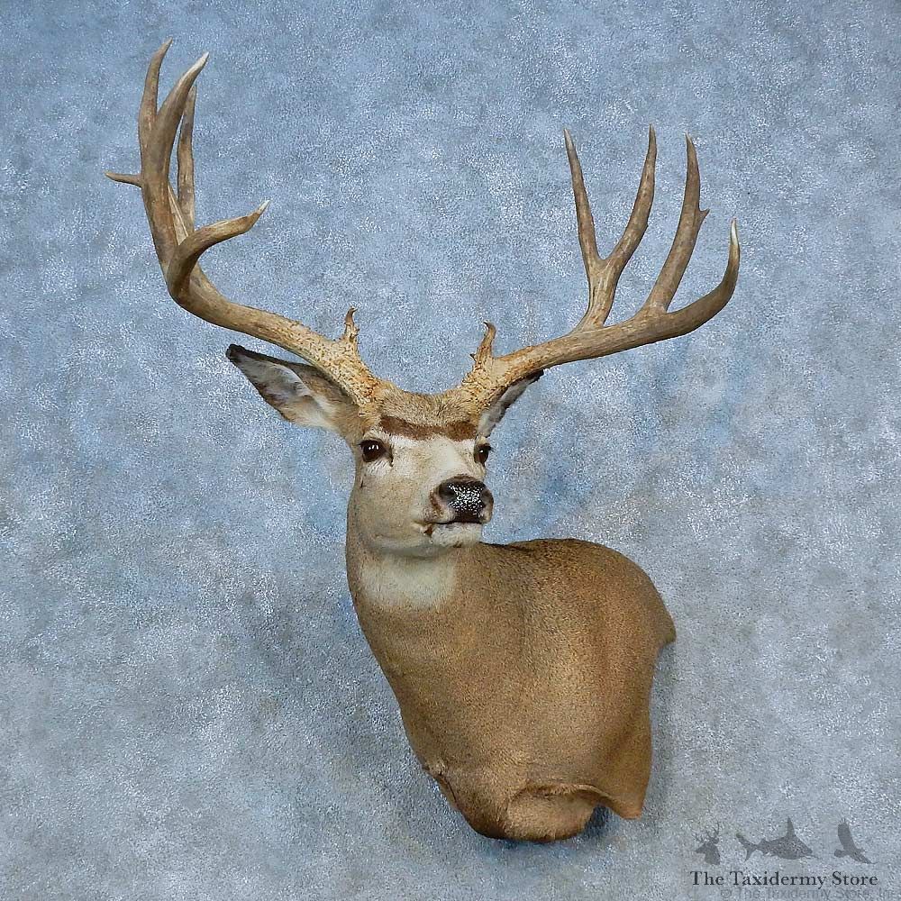 Mule Deer Shoulder Mount For Sale #15462 @ The Taxidermy Store