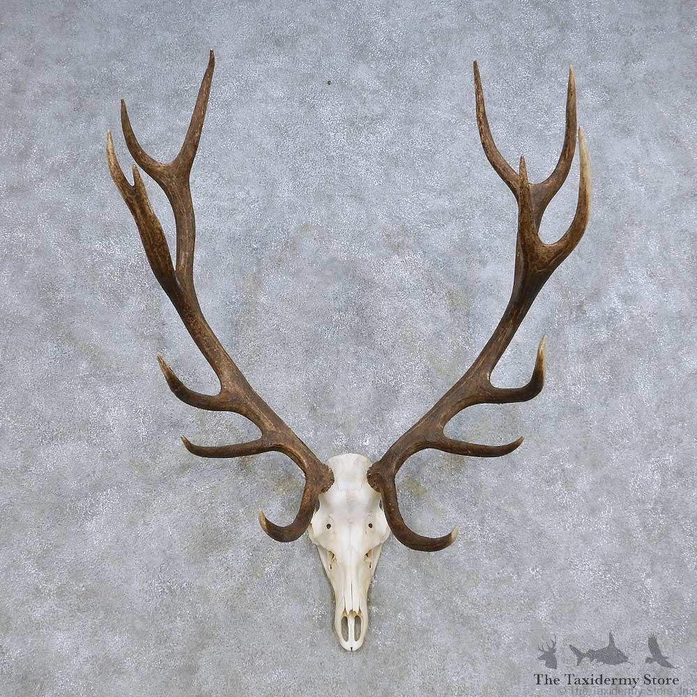 European Red Deer Skull Antler Mount For Sale #14418 @ The Taxidermy Store