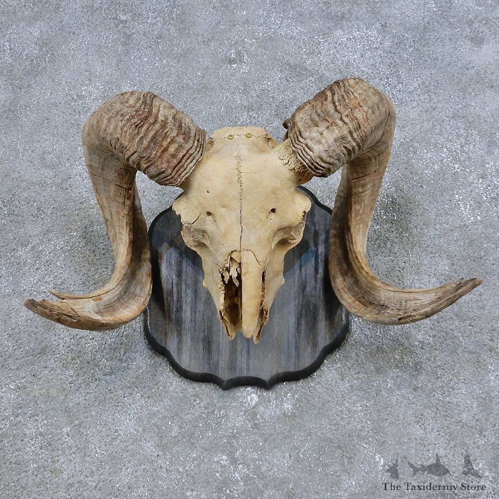 Corsican Ram Skull European Mount For Sale #14688 @ The Taxidermy Store