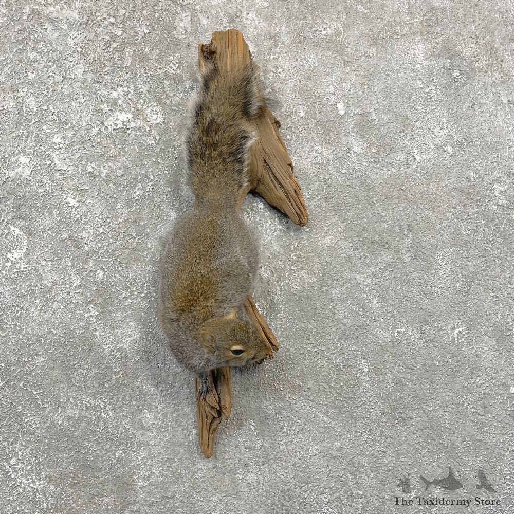 Grey Squirrel Life-Size Mount For Sale #25082 @ The Taxidermy Store