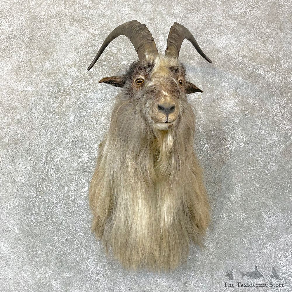 Blue Goat Shoulder Mount For Sale #25141 @ The Taxidermy Store