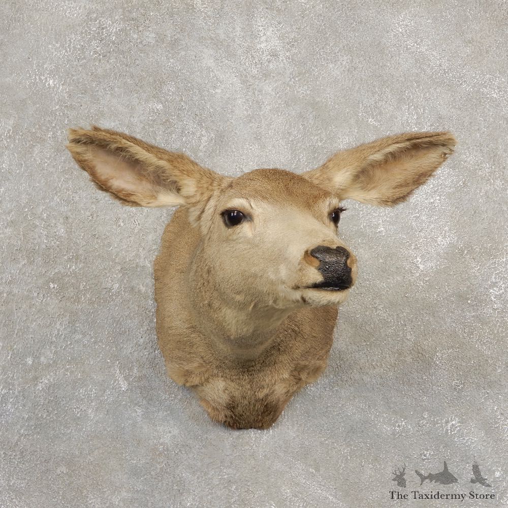 Mule Deer Doe Shoulder Mount For Sale #20523 @ The Taxidermy Store