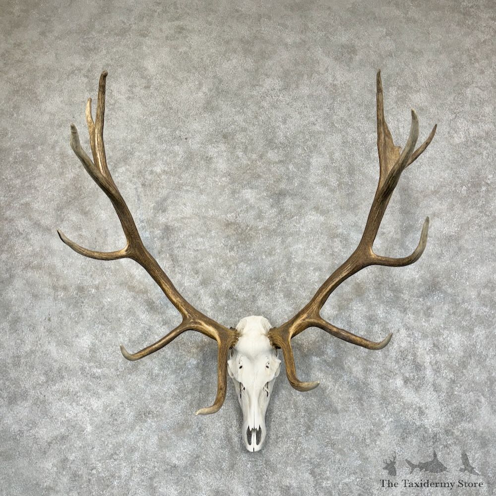 Rocky Mountain Elk Skull European Mount For Sale #29468 @ The Taxidermy Store