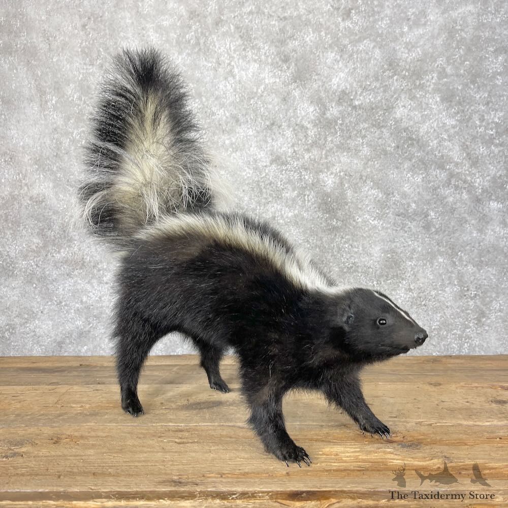Striped Skunk Life-Size Mount For Sale #28658 @ The Taxidermy Store