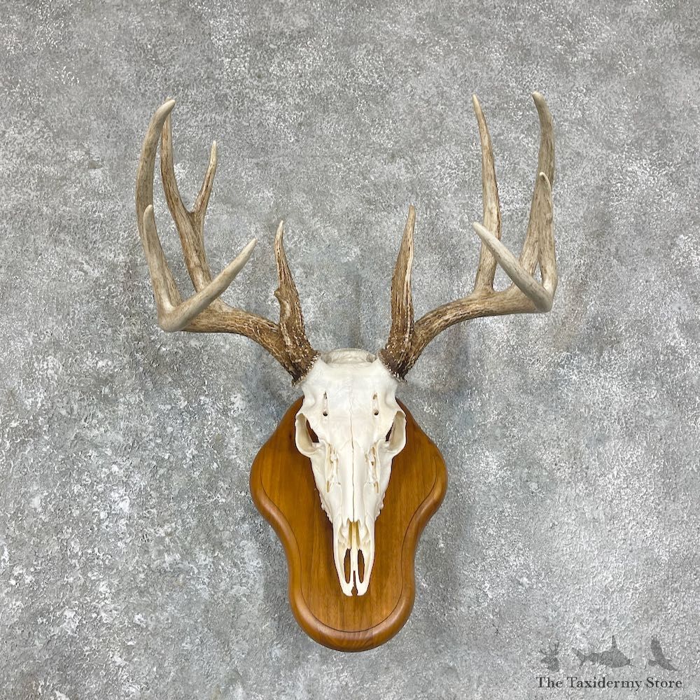 Whitetail Deer Skull European Mount For Sale #25644 @ The Taxidermy Store