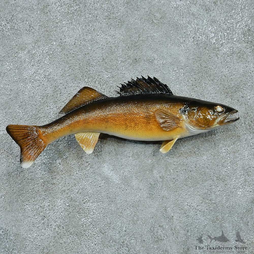 Walleye Pike Taxidermy Fish Mount #13399 For Sale @ The Taxidermy Store