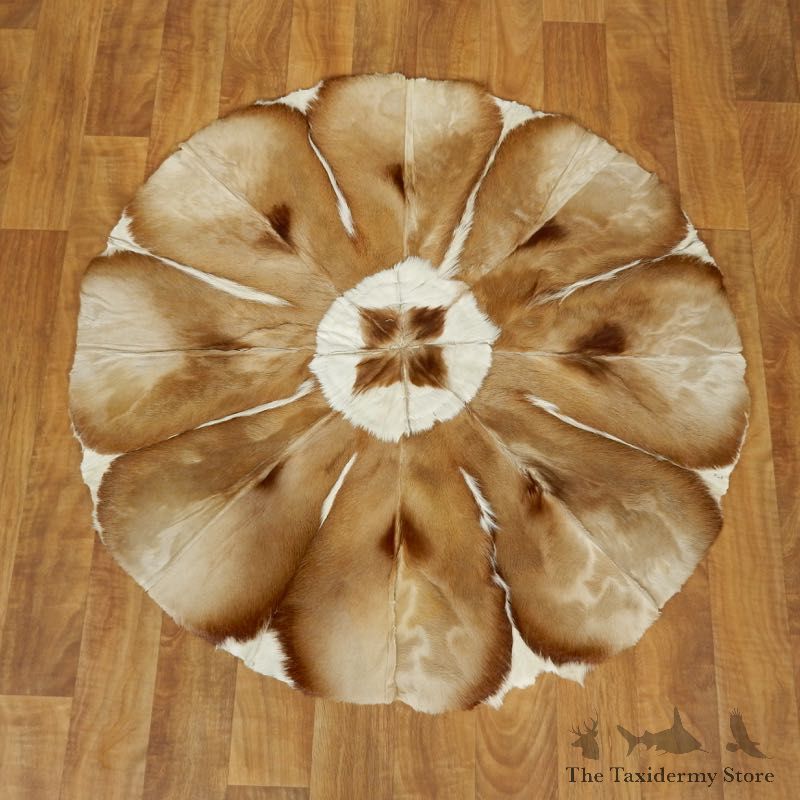 Springbok Rug Mount For Sale #17448 @ The Taxidermy Store