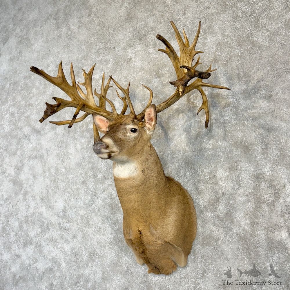 Whitetail Deer Shoulder Mount For Sale #29993 @ The Taxidermy Store