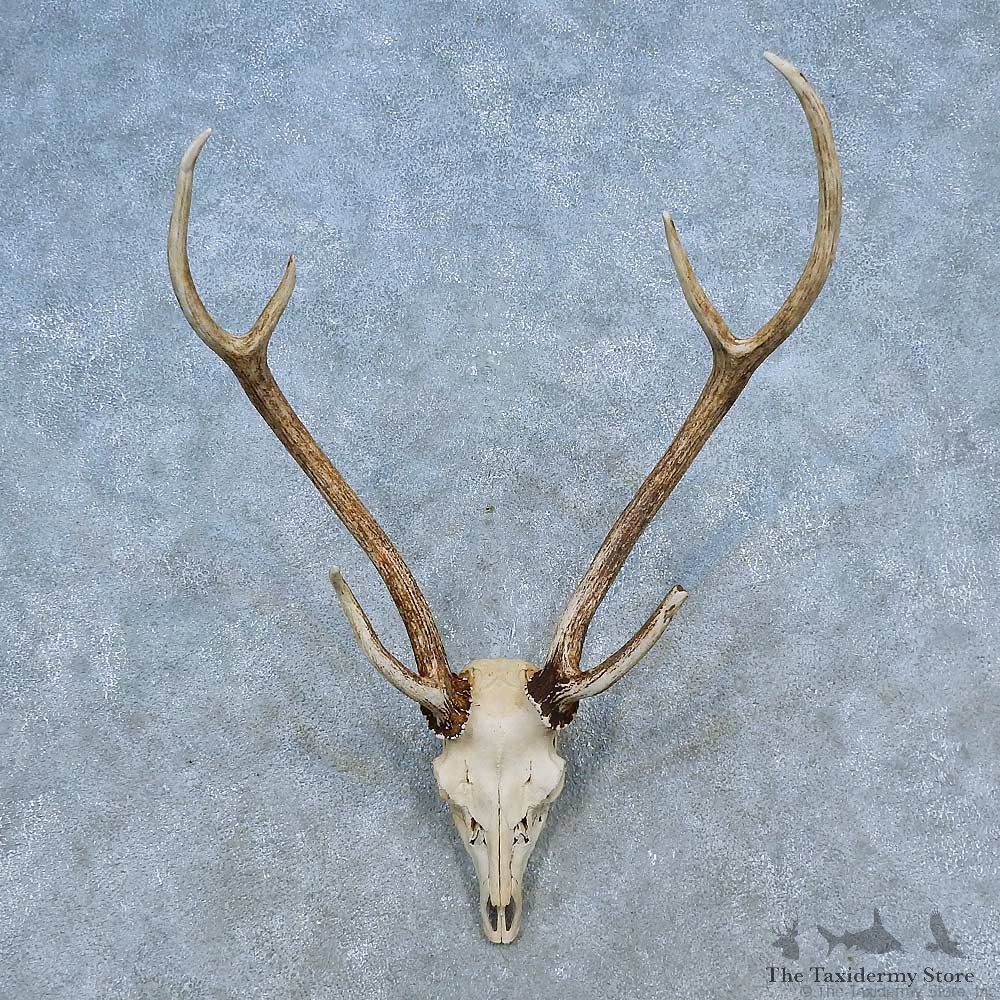 Axis Deer Skull Antler European Mount For Sale #15513 @ The Taxidermy Store