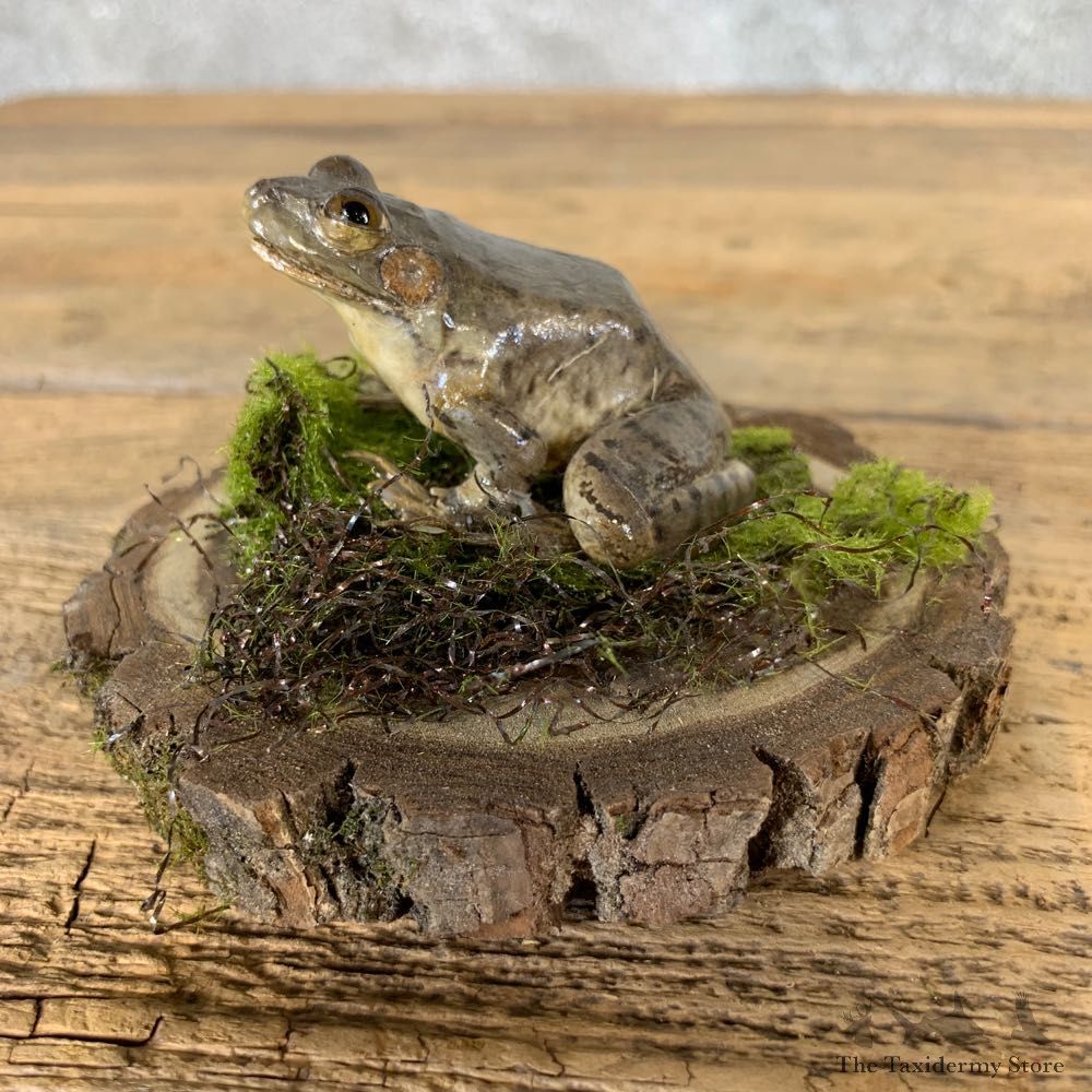 Leopard Frog Taxidermy Mount For Sale #21553 @ The Taxidermy Store