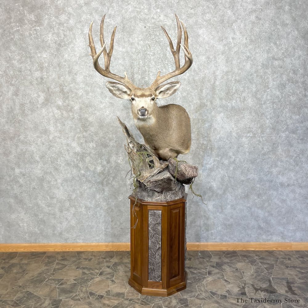 Mule Deer Pedestal Mount For Sale #25381 @ The Taxidermy Store